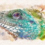 uploaded-image-evde-iguana-besleyeceklere-tavsiyeler-1699700462921