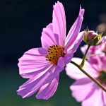 uploaded-image-evren-nasil-olustu-evren-nedir-evren-hakkinda-bilgiler-1699700459134