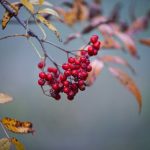 uploaded-image-giardiasis-hastaligi-nedir-belirti-ve-tedavisi-nelerdir-1699700636406