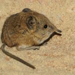 uploaded-image-hamsterlar-ne-yer-1699700477554