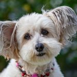 uploaded-image-kopek-kulak-akarlari-ve-tedavisi-1699700460623