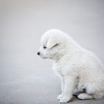 uploaded-image-kopeklerde-egitim-programi-olusturma-1699704127596