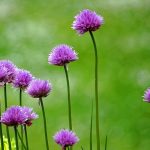 uploaded-image-pirasanin-faydalari-nelerdir-pirasanin-vitaminleri-1699700654863