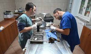 kemer-belediyesinden-can-dostlarina-yardim-eli-geMMFJ1Z.jpg