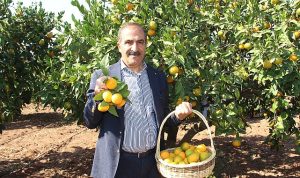 narenciye-sektoru-kktcde-gorulen-yesillenme-hastaliginin-turkiyeye-sicramamasi-icin-topyek-n-mucadele-istiyor-mf4nT2XL.jpg