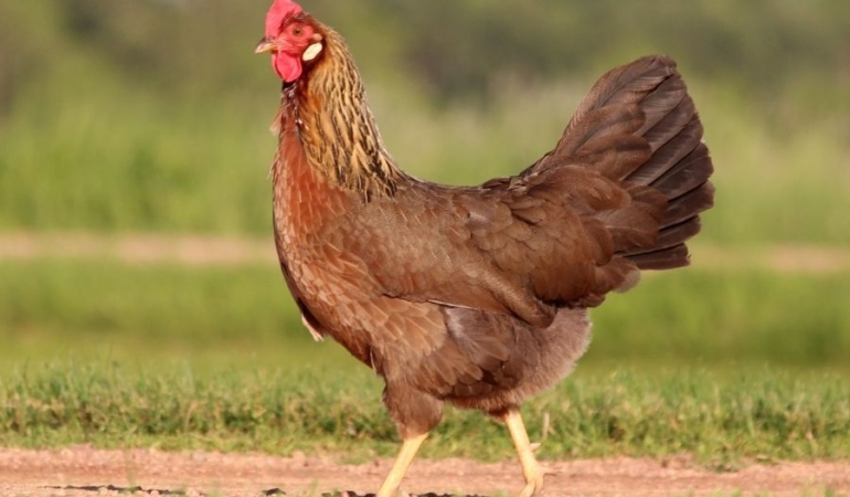 Tavuk Satışı ve Öne Çıkan Tavuk Çeşitleri