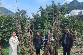 buyuksehirden-dut-fidani-destegi.jpg