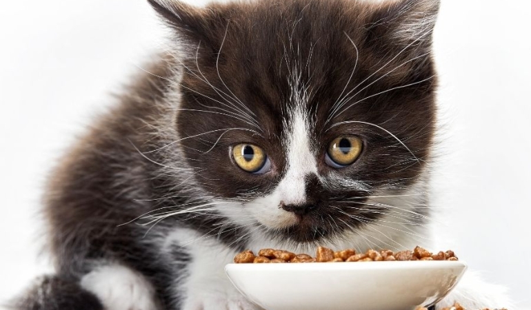 Evcil Dostlarınız İçin En Doğru Mama Seçimi