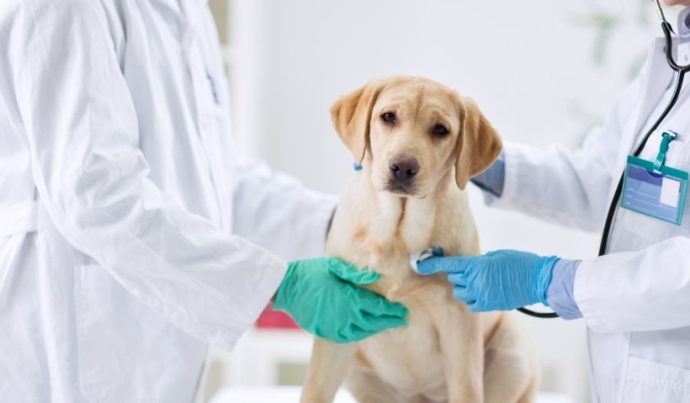 İzmir’de Evcil Dostlarınız İçin Güvenilir Adres