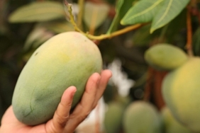 baskan-bocekten-avokado-ve-mango-hasadi.jpg