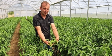 modern-seralarda-hasat-bereketi.jpg