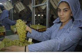 superior-seedless-cesidi-sofralik-uzumun-ihracat-yolculugu-16-temmuzda-basladi.jpg