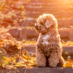 toy poodle (3)