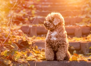 toy poodle (3)