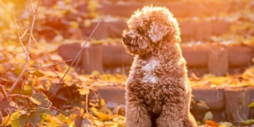 toy poodle (3)