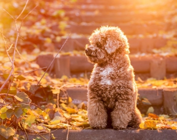 toy poodle (3)