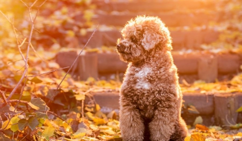 Sevgi Dolu Ortamda Toy Poodle Sahiplenme Rehberi