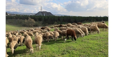 damizlik-koc-destegi-kuzulama-oranlarinda-artis-sagladi.jpg